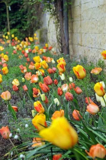 Tulipa 'Generaal De Wet', Tulipa 'General De Wet', Tulip 'Generaal De Wet', Single Early Tulip 'Generaal De Wet', Tulip 'General De Wet', Single Early Tulip 'General De Wet',Single Early Tulips, Spring Bulbs, Spring Flowers, Orange Tulip, Apricot Tulip