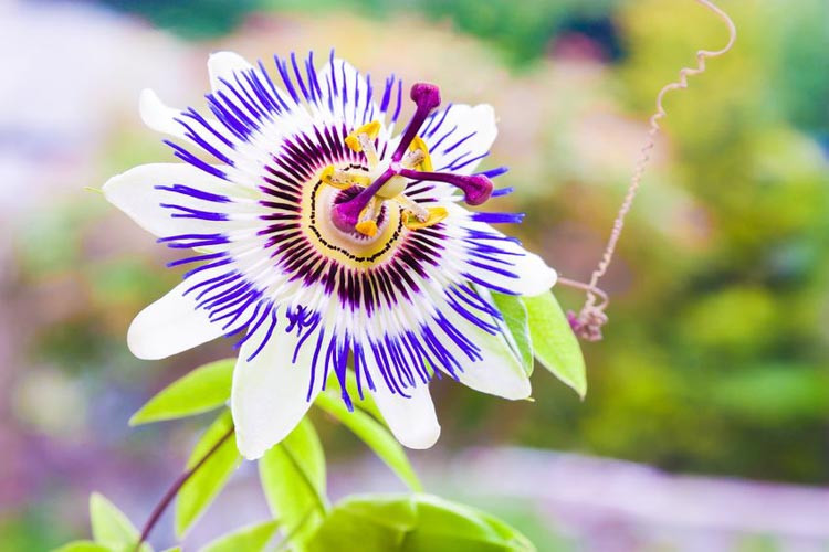 Blue Passion Flower, Blue Crown, Passion Flower, Passiflora caerulea, Passiflora Amethyst,Passiflora Constance Eliott,Passiflora racemosa, Passiflora incarnata, Evergreen vines