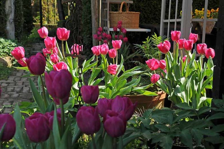 Tulipa Christmas Dream,Tulip 'Christmas Dream', Single Early Tulip 'Christmas Dream', Single Early Tulips, Spring Bulbs, Spring Flowers, Tulipe Christmas Dream, Pink Tulips, Tulipes Simples Hatives