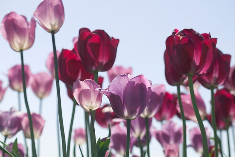 Tulipa 'Violet Beauty', Tulip 'Violet Beauty', Single Late Tulip 'Violet Beauty', Single Late Tulips, Spring Bulbs, Spring Flowers, Tulipe Violet beauty, Purple Tulip, Single Late Tulip