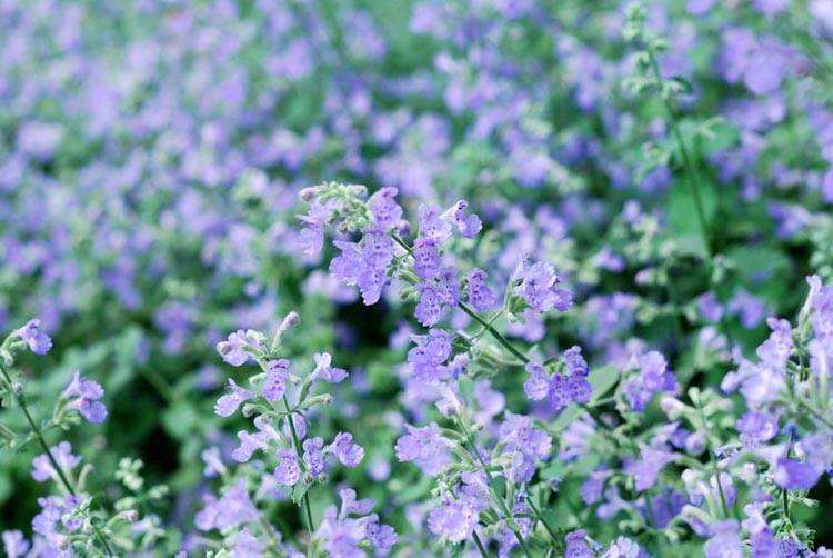 Catmint, Catnip, Catswort, Giant Catmint, Caucasus Catmint, Garden Catmint, Raceme Catnip,nepeta faassenii,nepeta six hills giant,nepeta x faassenii,nepeta racemosa,nepeta walkers low,calamin