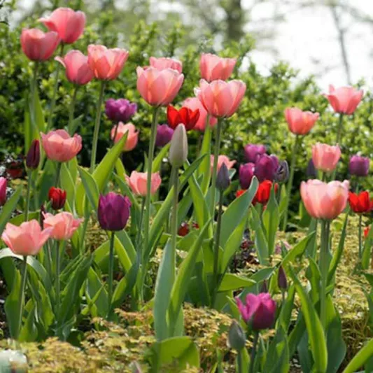 Tulipa 'Pink Impression', Tulip 'Pink Impression', Darwin Hybrid Tulip 'Pink Impression', Darwin Hybrid Tulips, Spring Bulbs, Spring Flowers, Pink Tulip,