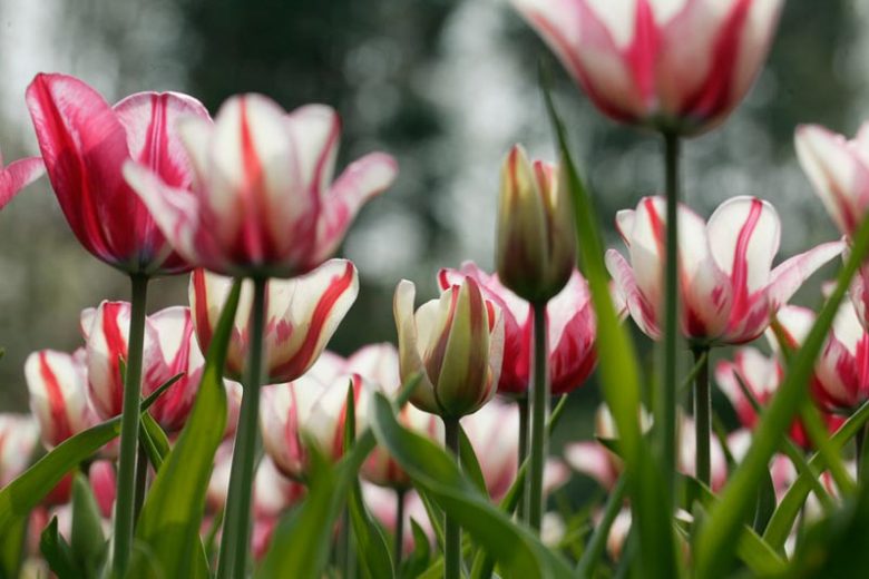 Tulipa 'Hemisphere',Tulip 'Hemisphere', Triumph Tulip 'Hemisphere', Triumph Tulips, Spring Bulbs, Spring Flowers, Pink Tulip, Bicolor Tulip