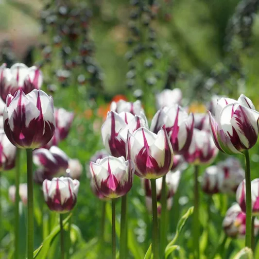 Tulipa Rem's Favorite, Tulip 'Rem's Favorite', Triumph Tulip 'Rem's Favorite', Tulip 'Rem's Favourite', Triumph Tulip 'Rem's Favourite',  Triumph Tulips, Spring Bulbs, Spring Flowers, Purple Tulips, Bicolor Tulip, Whit