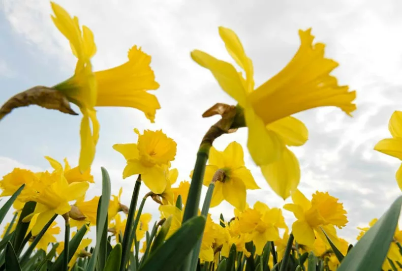 Narcissus Carlton, Daffodil 'Carlton', Large-Cupped Daffodil 'Carlton', Large-Cupped Daffodils, Spring Bulbs, Spring Flowers, Narcisse Carlton, Large-cupped Daffodil, Narcisse grande couronne, early spring daffodil, mid spring daffodil
