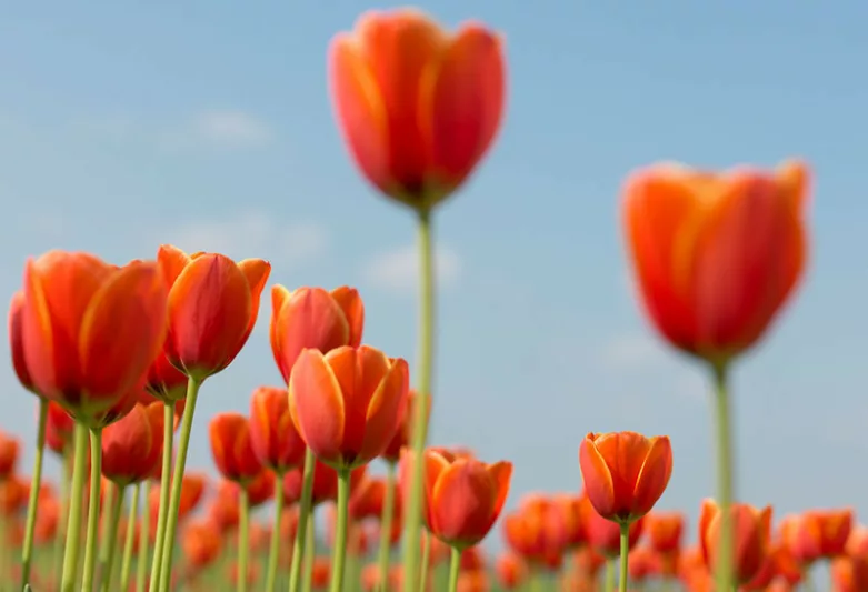 Tulipa 'Ad Rem', Tulip 'Ad Rem', Darwin Hybrid Tulip 'Ad Rem', Darwin Hybrid Tulips, Spring Bulbs, Spring Flowers,Tulipe Ad Rem, Darwin Tulip, Bicolor Tulip, Red Tulip, Tulipe Darwin