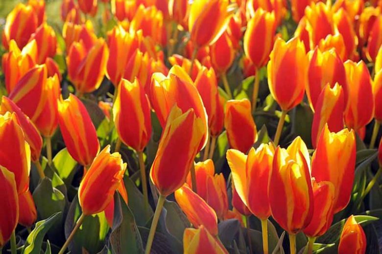 Greigii Tulips
