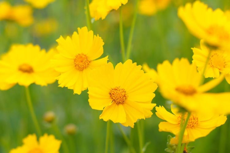 Coreopsis, Tickseed, Coreopsis grandiflora, Coreopsis verticillata, Coreopsis tinctoria, Drought tolerant plant, Dry soil plant, Heat tolerant plant, humidity tolerant plant