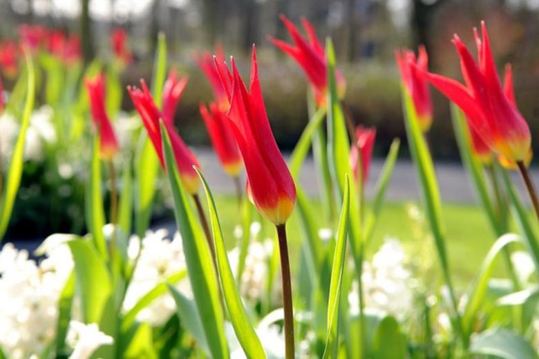 Tulipa Dyanito, Tulip 'Dyanito', Lily-Flowered Tulip 'Dyanito', Lily-Flowering Tulip 'Dyanito', Lily-Flowered Tulips, Spring Bulbs, Spring Flowers, Tulipe Dyanito,Lily Flowered Tulip, Red tulip, late season tulip, late spring tulip,mid season tulip, mid s