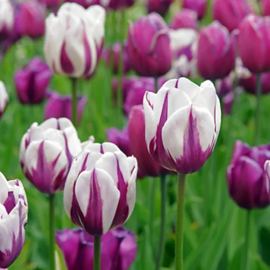 Tulipa Rem's Favorite, Tulip 'Rem's Favorite', Triumph Tulip 'Rem's Favorite', Tulip 'Rem's Favourite', Triumph Tulip 'Rem's Favourite',  Triumph Tulips, Spring Bulbs, Spring Flowers, Purple Tulips, Bicolor Tulip, Whit
