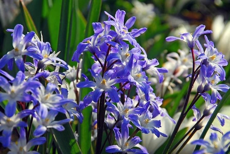 Chionodoxa, Glory of the Snow, Chionodoxa forbesii, Chionodoxa Luciliae, Chionodoxi Siehei, Chionodoxa sardensis, Spring bulbs, Early Spring bloom