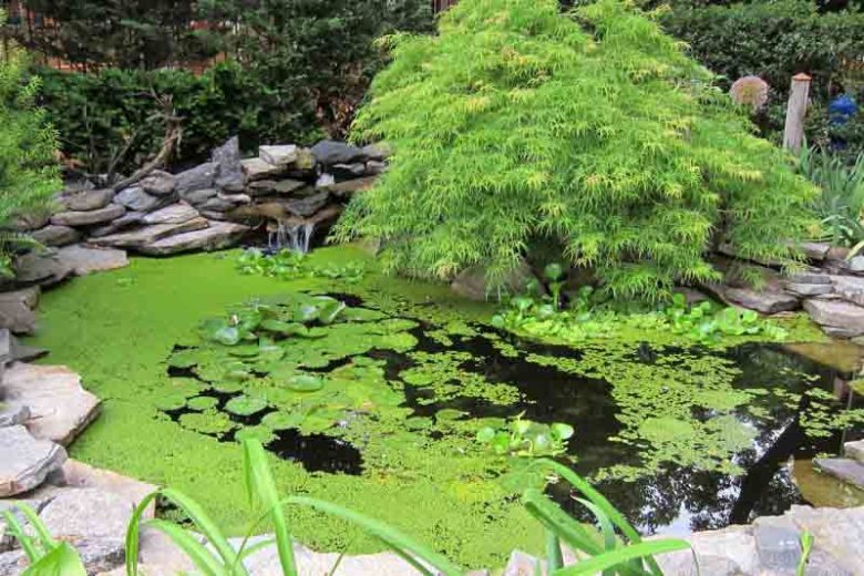 Acer palmatum 'Emerald Lace', Japanese Maple 'Emerald Lace', Laceleaf Japanese Maple 'Emerald Lace', Cutleaf Japanese Maple 'Emerald Lace', Threadleaf Japanese Maple 'Emerald Lace', Tree with fall color, Fall color,