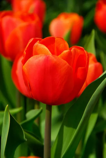 Tulipa 'Prins Willem Alexander', Tulipa 'Prince William Alexander', Tulip 'Prins Willem Alexander', Triumph Tulip 'Prins Willem Alexander', Tulip 'Prince William Alexander', Triumph Tulip 'Prince William Alexander', Triumph Tulips, Spring Bulbs, Spring Fl