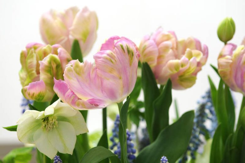 Tulipa 'Weber's Parrot', Tulip 'Weber's Parrot', Parrot Tulip 'Weber's Parrot', Parrot Tulips, Spring Bulbs, Spring Flowers, Tulipe Weber's Parrot, Parrot Tulip, PinkTulip, Bicolor Tulip, Tulipe perroquet