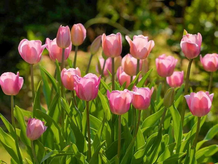 Tulip 'Roussillon', Triumph Tulip 'Roussillon', Tulip 'Roussillion', Triumph Tulip 'Roussillion',Triumph Tulips, Spring Bulbs, Spring Flowers