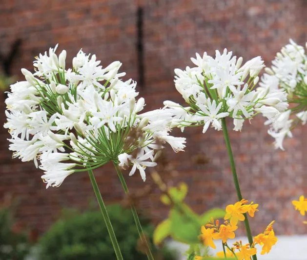 Agapanthus 'Polar Ice', African Lily 'Polar Ice', Lily of the Nile 'Polar Ice', White flower, White Agapanthus, White African Lily