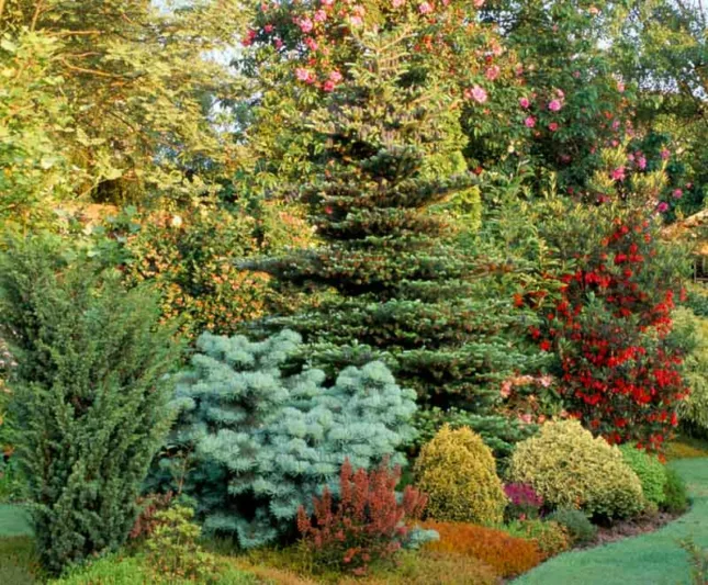 Abies concolor 'Compacta', White Fir 'Compacta', Compact White Fir, Abies concolor 'Glauca Compacta', Abies concolor 'Glauca Nana', Evergreen Conifer, Evergreen Shrub, Blue Conifer, Blue Fir