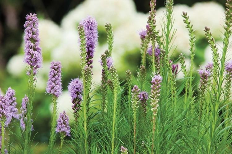 Liatris spicata, Button Snakeroot information, Dense Blazing Star information, Kansas Gayfeather information, Spike Gayfeather information,