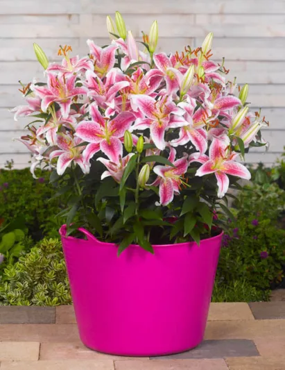 Lilium 'Star Gazer', Lilium 'StarGazer', Lily 'Star Gazer', Oriental Lily 'Star Gazer', Lily 'StarGazer', Oriental Lily 'StarGazer', Oriental Lilies, Pink Lilies, Fragrant lilies, Lily flower, Lily Flower