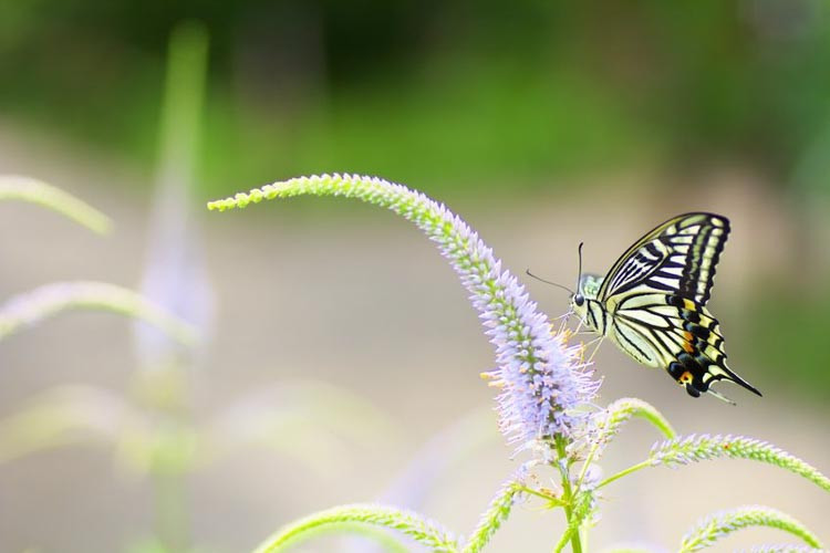 Veronicastrum, Veronicastrum Virginicum, Culver root,veronica plant,