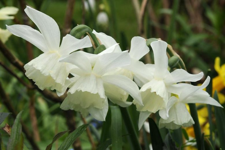 Narcissus Pueblo, Daffodil 'Pueblo', Jonquil 'Pueblo', Jonquil Daffodils, Jonquilla Daffodils, Spring Bulbs, Spring Flowers, White daffodil, yellow daffodil