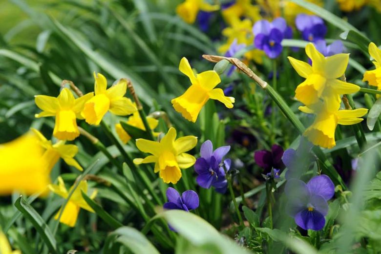 Narcissus 'Peeping Tom', Daffodil 'Peeping Tom', Cyclamineus Daffodil 'Peeping Tom', Miniature Daffodil, Spring Bulbs, Spring Flowers, 'Peeping Tom',Cyclamineus Daffodils, Miniature Daffodils, Yellow daffodil