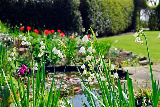 Leucojum Aestivum Gravetye Giant, Summer Snowflakes, Leucojum, Gravetye Giant, Spring Bulbs, Mid Spring Bloom, Late Spring Bloom