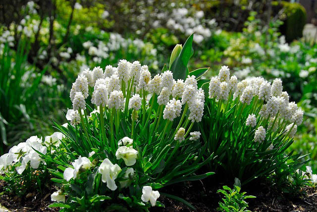 Muscari Azureum Album, Muscari Azureum , Azure Grape Hyacinth 'Album', Pseudomuscari Azureum, Hyacinthus Azureus, Hyacinthella Azurea, Muscari Pseudomuscari, Spring Bulbs, Spring Flowers, white muscari, white flower
