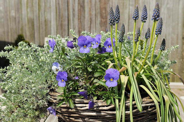 Muscari Armeniacum Saffier, Muscari Saffier, Grape Hyacinth Saffier, Spring Bulbs, Spring Flowers, Mid spring Muscari, Late spring Muscari, blue flower