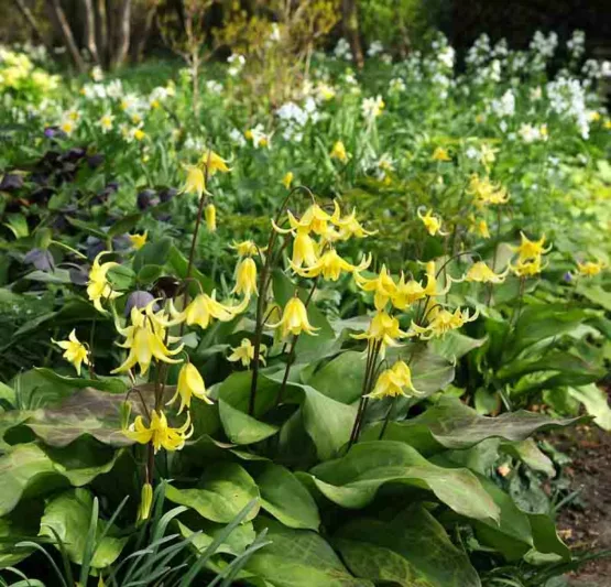 Erythronium 'Pagoda',Dog's Tooth Violet 'Pagoda', Trout Lily, Glacier Lily, Erythronium tuolumnense 'Pagoda', Yellow flowers, perennials for shade
