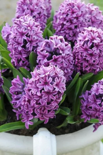 Hyacinthus Orientalis 'Miss Saigon', Hyacinth 'Miss Saigon', Dutch Hyacinth, Hyacinthus Orientalis, Common Hyacinth, Spring Bulbs, Spring Flowers, purple hyacinth, purple flower