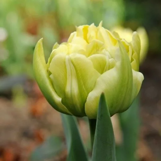 Tulipa ''Verona',Tulip 'Verona', Double Early Tulip 'Verona', Double Early Tulips, Spring Bulbs, Spring Flowers,Tulipe Verona, Double White Tulip, White Tulip, Double Yellow Tulip, Yellow Tulip