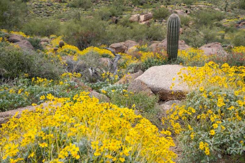 Encelia farinosa,  Brittlebush, Brittle Bush, Goldhills, Incienso, Yellow Flowers, Drought Tolerant plants