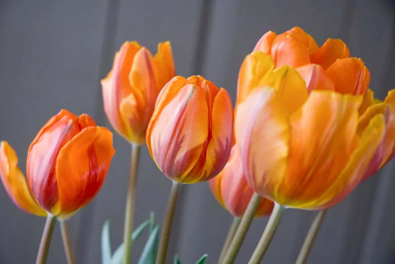 Tulipa 'Prinses Irene',Tulip 'Prinses Irene', Triumph Tulip 'Prinses Irene', Triumph Tulips, Spring Bulbs, Spring Flowers, Tulipe Prinses Irene, Orange Tulip