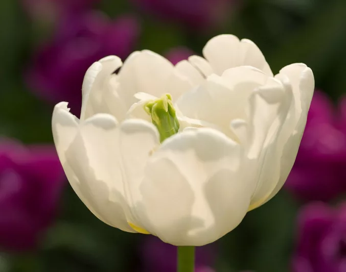 Tulipa 'Casablanca',Tulip 'Casablanca', Double Late Tulip 'Casablanca', Double Late Tulips, Spring Bulbs, Spring Flowers, Tulipe Casablanca, Double Late Tulip, Creamy Tulips, white Tulips, Tulipes Doubles Tardives
