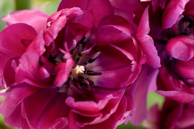Tulipa 'Purple Jacket',Tulip 'Purple Jacket', Double Late Tulip 'Purple Jacket', Double Late Tulips, Spring Bulbs, Spring Flowers, Tulipe Purple Jacket, Purple Tulips, Late spring tulips, Tulipes Doubles Tardives
