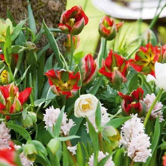 Tulipa 'Hollywood Star', Tulip 'Hollywood Star', Viridiflora Tulip 'Hollywood Star', Viridiflora Tulips, Spring Bulbs, Spring Flowers, Tulipe Hollywood Star,Tulipes Viridiflora, Red Tulips
