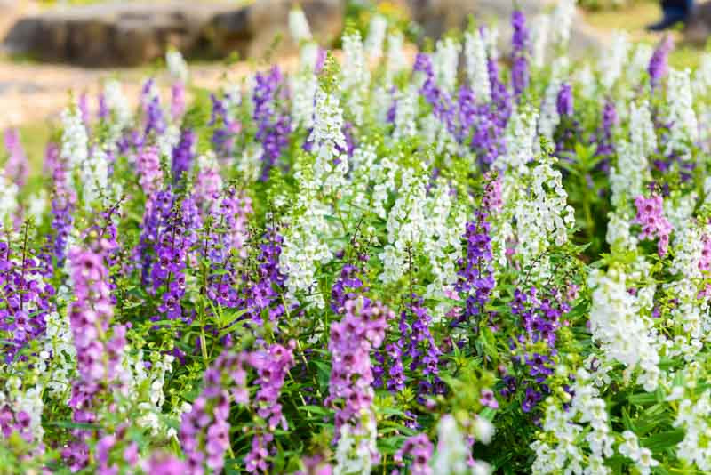 Angelonia, angelonia plant, angelonia flower, angelonia angustifolia, summer snapdragon, angelonia care