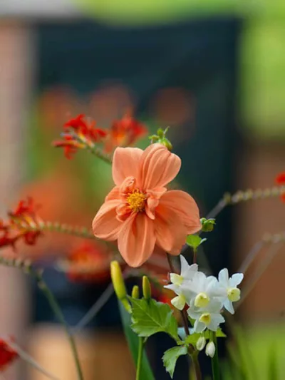 Dahlia Hemerik, Dahlia G.F. Hemerik, Orange Dahlias, Dahlia Mignon, Mignon Dahlias, Dwarf Dahlias