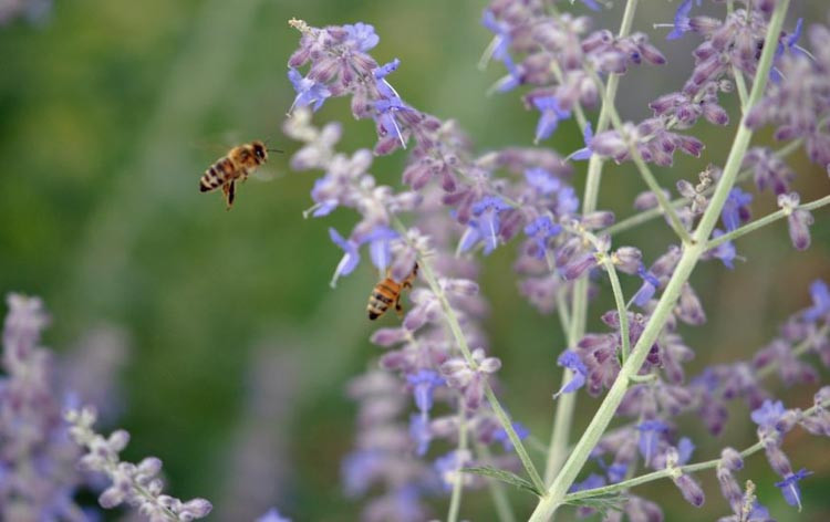Perovskia, Russian Sage, Perovskia Atriplicifolia information, Russian Sage information, Perovskia Atriplicifolia design ideas, Russian Sage design ideas, Best performing perennial, Perovskia