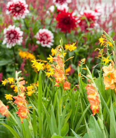 Sword Lily 'Little Darling', Hardy Gladiolus 'Little Darling', dwarf glad Little Darling, glaieul Little Darling, Miniature Gladiolus 'Little Darling', Gladiolus primulinus 'Little Darling'