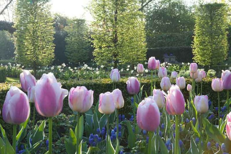 Tulipa Ollioules, Tulip 'Ollioules', Darwin Hybrid Tulip 'Ollioules', Darwin Hybrid Tulips, Spring Bulbs, Spring Flowers, Tulipe Ollioules,Darwin Tulip, pink Tulip, Tulipe Darwin