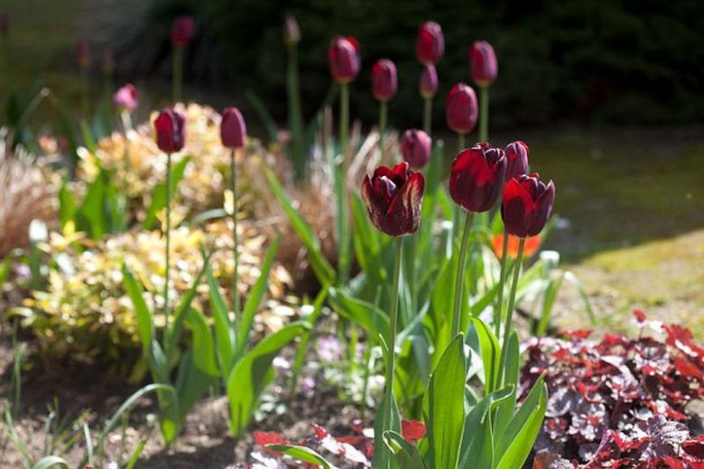 Tulipa Ronaldo,Tulip 'Ronaldo', Triumph Tulip 'Ronaldo', Triumph Tulips, Spring Bulbs, Spring Flowers, Tulipe Ronaldo, Purple Tulips,Dark Tulips, Tulipes Triomphe