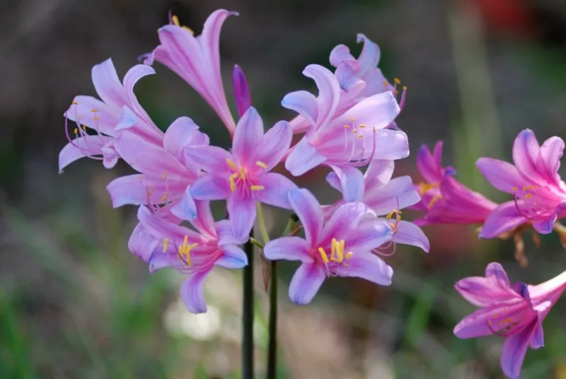 Lycoris sprengeri, Electric Blue Spider Lily, Small Pink Spider Lily, Electric Blue Surprise Lily, Tie Dye Surprise Lily, Pink Lycoris, Pink Lily, Pink flowers