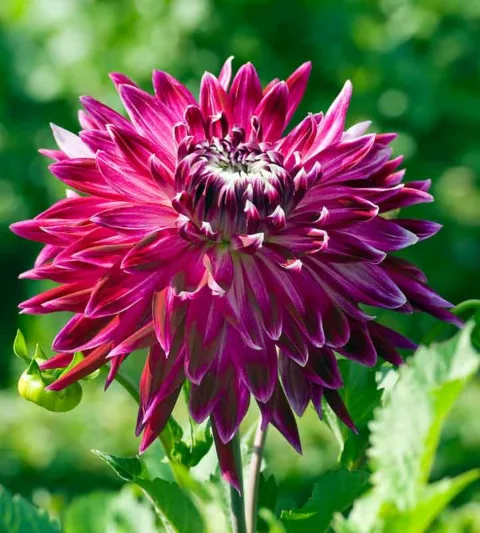 Dahlia 'Vancouver', 'Vancouver' Dahlia , Decorative Dahlias, Dinner Plate Dahlias , Dinnerplate Dahlias, Giant Dahlias, Purple Dahlia Flowers, Dahlia Tubers, Dahlia Bulbs, Dahlia Flower, Dahlia Flowers, summer bulbs