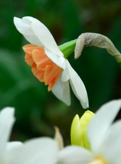 Narcissus 'Romance', Daffodil 'Romance', Large-Cupped Daffodil 'Romance', Large-Cupped Daffodils, Spring Bulbs, Spring Flowers, Narcisse Romance, Large-cupped Daffodil, Narcisse grande couronne, mid spring daffodil