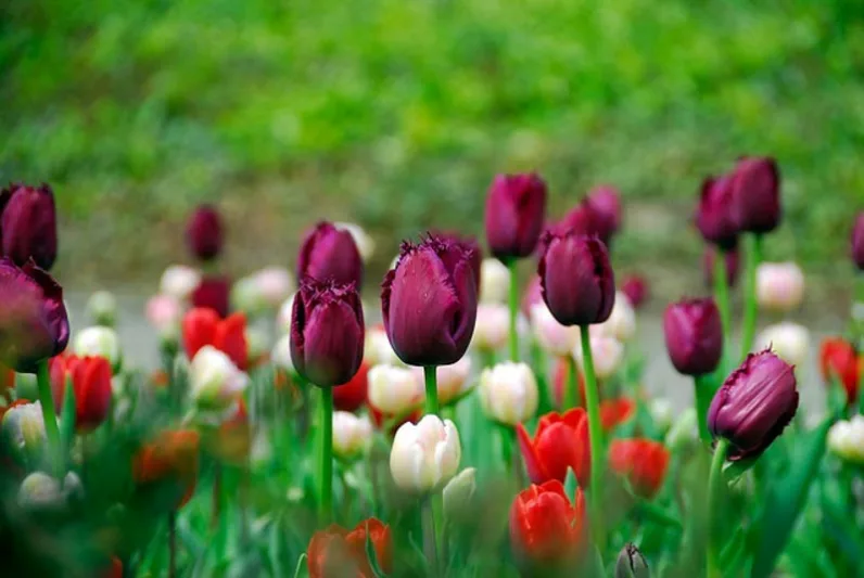 Tulipa Curly Sue, Tulip 'Curly Sue', Fringed Tulip 'Curly Sue', Fringed Tulips, Spring Bulbs, Spring Flowers, Tulipe Curly Sue, purple Tulips, Tulipes Dentelle