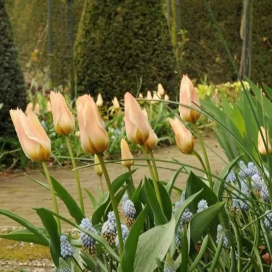 Tulipa Fur Elise, Tulip 'Fur Elise', Greigii Tulip 'Fur Elise', Greigii Tulips, Spring Bulbs, Spring Flowers, Tulipe Fur Elise,Greigii Tulips, Tulipes Greigii, Creamy Tulip, Yellow Tulip