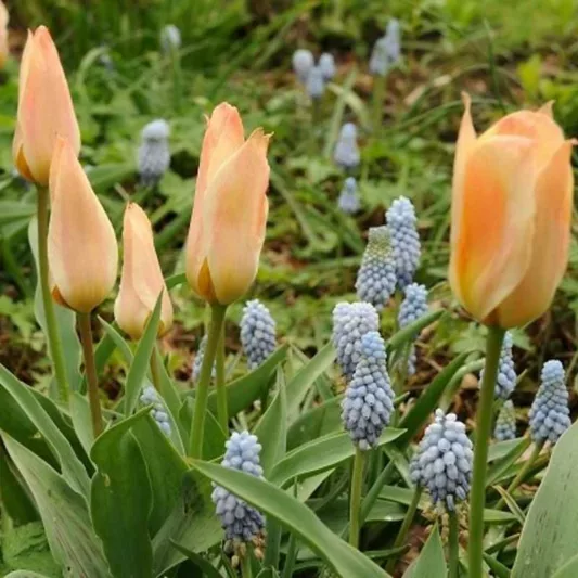 Tulipa Fur Elise, Tulip 'Fur Elise', Greigii Tulip 'Fur Elise', Greigii Tulips, Spring Bulbs, Spring Flowers, Tulipe Fur Elise,Greigii Tulips, Tulipes Greigii, Creamy Tulip, Yellow Tulip