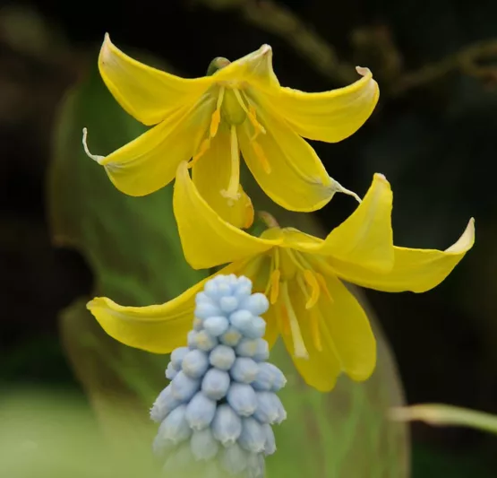Erythronium 'Pagoda',Dog's Tooth Violet 'Pagoda', Trout Lily, Glacier Lily, Erythronium tuolumnense 'Pagoda', Yellow flowers, perennials for shadeErythronium 'Pagoda',Dog's Tooth Violet 'Kondo', Trout Lily 'Kondo', Glacier Lily 'Kondo', Fawn Lily 'Kondo', Yellow flowers, shade perennials